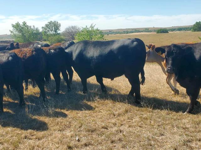 Livestock producers now qualify for drought payments after just four consecutive weeks of D2 (severe) drought on the U.S. Drought Monitor, effective retroactively to Jan. 1, 2026. (DTN file photo)