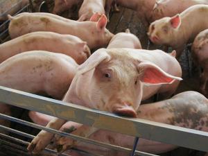 Federal Court Keeps Prop 12 Slaughterhouse Case Alive for Triumph Foods