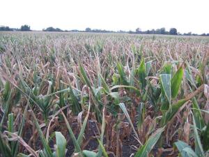Rain, Rockets and Grain Market Reality