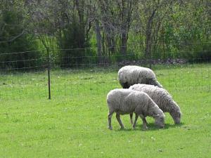First US Scrapie Detection in 5 Years Found in Oregon