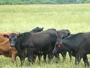 Supplemental Forage Strategies for Livestock Producers Facing Drought Conditions