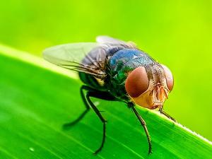 New World Screwworm Needs Immediate Attention