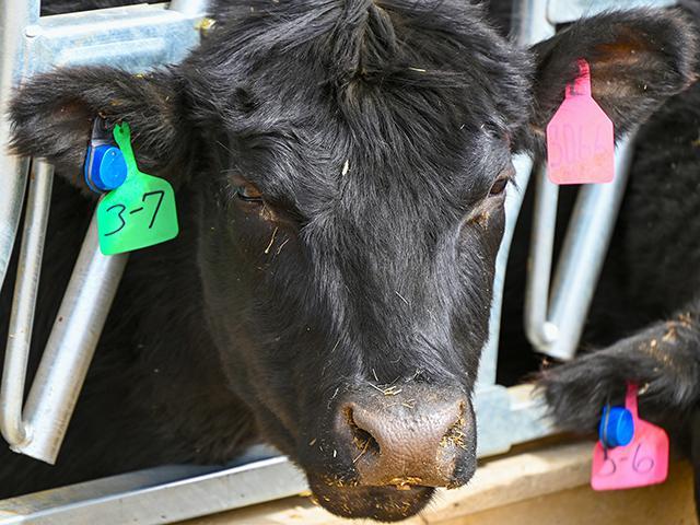 Ear tag systems help with efficiency and herd health on cattle producer operations. (Jennifer Carrico)