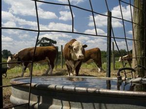 NDSU: To Avoid Poisoning, Producers Need Containers Just for Livestock Use