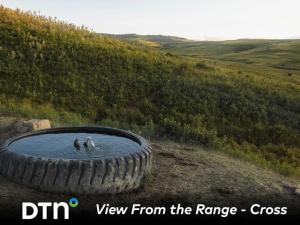 Native Grasses and Water Are Essential for Alberta Cow Herd