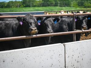 Tyson Shutters Joslin Beef, Utah Plants During Historic Low Cattle Supplies