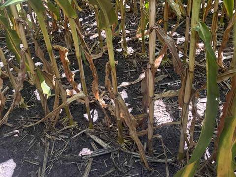 Agronomists Urge Farmers to Scout Corn Fields for Infected Plants