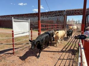 US Reopens Arizona Border to Mexican Cattle with NWS Safeguards in Place