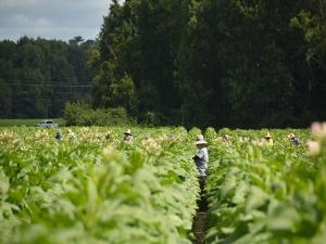 Trump Administration’s H-2A Farmworker Wage Rule Struck Down by Federal Judge