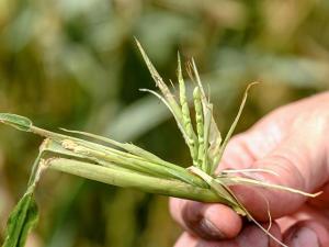 Corn’s Blueprint