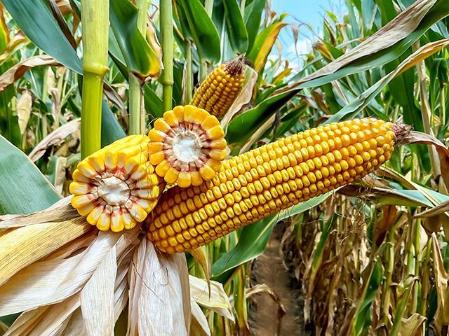 When it comes to corn yield, ear aesthetics don't determine how quickly the grain tank fills on the combine. (Courtesy of GDM)