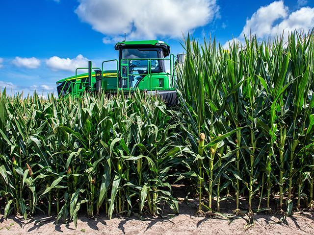 Corn that stands 6 to 7 feet tall, left, allows easier in-season access compared to traditional hybrids, right, at Bayer's Jerseyville, Illinois, testing grounds. (Joel Reichenberger)