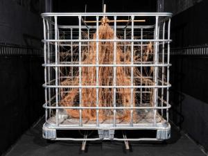 A Dig Into Corn Roots