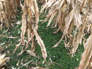 IRS Releases 45Z Guidance, Rewarding Regenerative Agriculture, Manure-Based Fuels