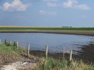 US Corn and Soybean Yields Unlikely to Climb Heading Into Harvest