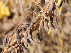 CHS Plans $700M Wis. Soybean Crush Plant to Expand Processing Capacity by 60%